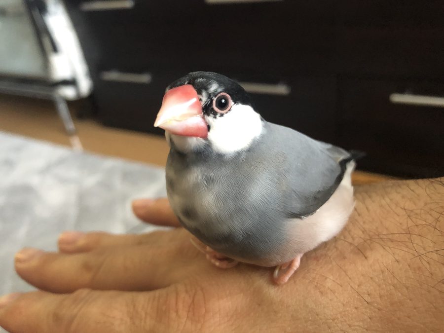 手に乗る文鳥